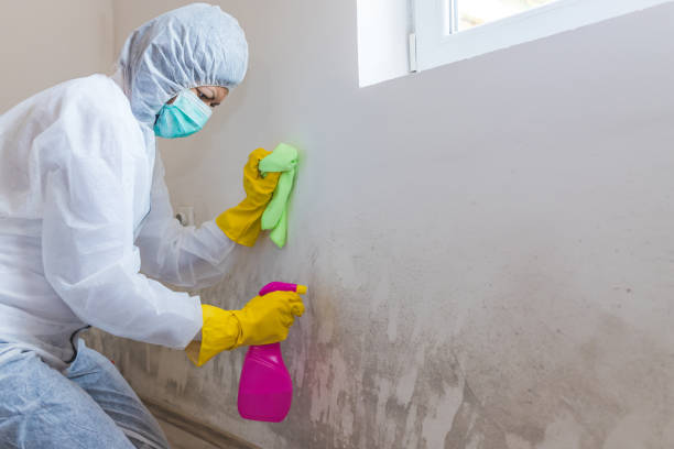 Mold Remediation for Vacation Homes in Mount Ida, AR